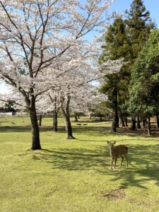 奈良公園鹿